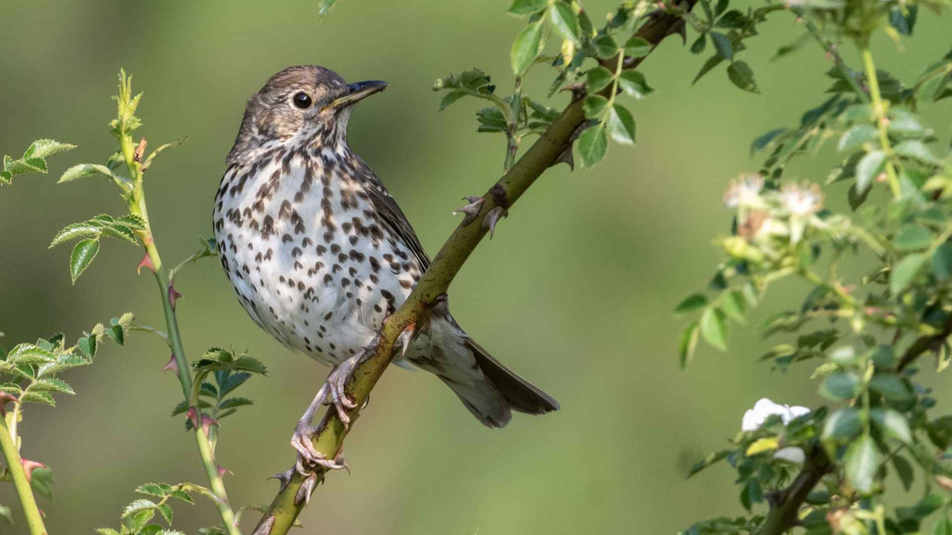Song Thrush